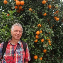 Alfred in the oranges close to Simat de la Valldigna